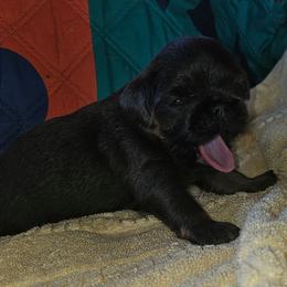 Blue tan - Blue male Brussels Griffon puppy in Huntsville, Alabama from Tammy's Brussels