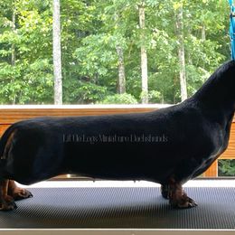 CH Racebrooks Luck Be A Lady @ Little Legs - Dachshund