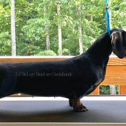 CH Racebrooks Luck Be A Lady @ Little Legs - Dachshund