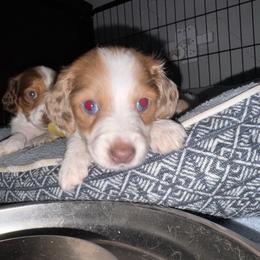 Carmella - Dapple female Dachshund puppy in Copperas Cove, Texas from Creme de la Creme Dachshunds