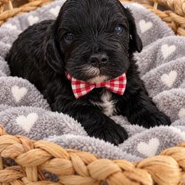 Mistletoe - Black male Cavapoo puppy in Fordland, Missouri from K&K's Puppy Kingdom
