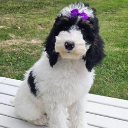 Shelly - Black and white female Sheepadoodle puppy in Heyburn, Idaho from Royal T Acres