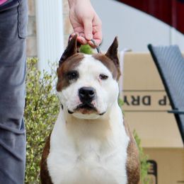 Gemma - American Staffordshire Terrier