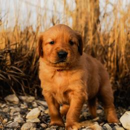 Maker (red) - Dark golden male Golden Retriever puppy in Bynum, Montana from Summit Canine Breeding