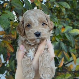 Dean - Apricot male Assorted Doodle Crosses puppy in Yuba City, California from Lucky Day Doodles