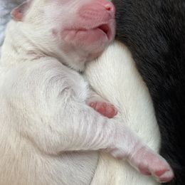 English Shepherd Puppies from Blackbird English Shepherds