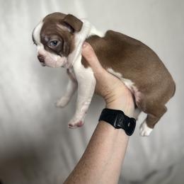 Girl 2 - female Boston Terrier puppy in Rock Hill, South Carolina from Brave Little Bostons in South Carolina
