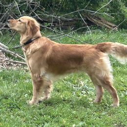 Samantha - Golden Retriever
