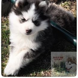 Pomsky Puppies from Foxfire Arctic Spitz