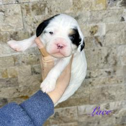 Lace - Tri-color female Cavapoo puppy in Midland, Michigan from Northern Charm Farm