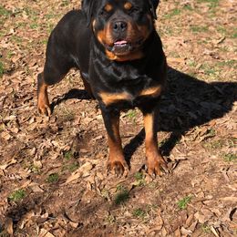 Rottweiler Puppies from Bronx Von Bridges Rottweilers