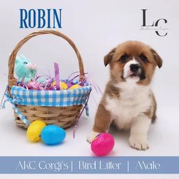 Robin - Red male Pembroke Welsh Corgi puppy in Pine Village, Indiana from NL Horsemanship