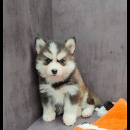 Maya - Chocolate female Pomsky puppy in Fort Laudardale, Florida from Pomsky Florida