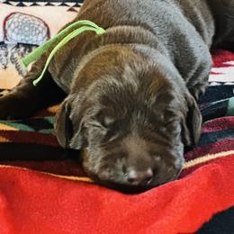 Douglas - Chocolate male Labrador Retriever puppy in Bandera, Texas from The Sugar & Spice Ranch Labrador Retrievers