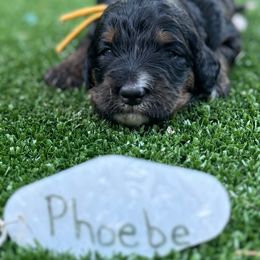 Bernedoodle Puppies from Bernedoodle Love Puppies