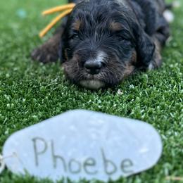 Bernedoodle Puppies from Bernedoodle Love Puppies