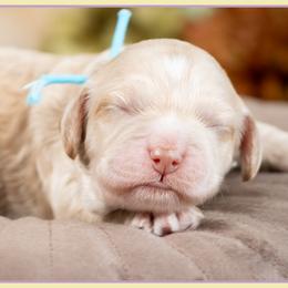 Hammy - Buff male Cockapoo puppy in Connersville, Indiana from Deaz Doodle Ranch