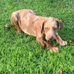 Boy 5 - Red merle male Catahoula Leopard Dog puppy in Gadsden, Alabama from Rich Cat’s