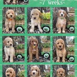 Bernedoodle and Goldendoodle Puppies from I Dream of Doodles
