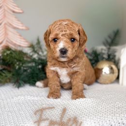 Ember - Apricot female Goldendoodle puppy in Southeast Arcadia, Florida from Desoto Doodles
