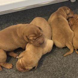 Male 2 - Yellow male Labrador Retriever puppy in Wardensville, West Virginia from Sager’s Labrador Puppies