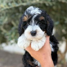 Male 4 - Tri-color male Bernedoodle puppy in Modesto, California from Central Valley Canine Companions