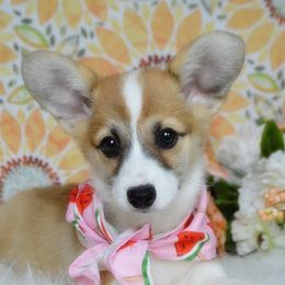 Gwen - Red female Pembroke Welsh Corgi puppy in Oswego, Kansas from Wind Dial Farm