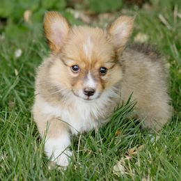 Mabel- Fluffy - White and red female Pembroke Welsh Corgi puppy in Oak City, Utah from Shells’ Corgis
