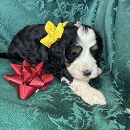 Girl 2 - female Bernedoodle puppy in Cody, Wyoming from Yellowstone Breeders