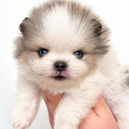 Dexter - Blue merle male Pomeranian puppy in Youngstown, Ohio from Peachy Pomeranians