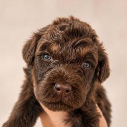 Pretzel - Brown male Poodle puppy in Grovetown, Georgia from PND Kennel