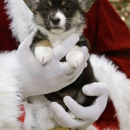 Pembroke Welsh Corgi Puppies from Flat town corgis