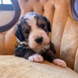 Denali - Sable male Bernedoodle puppy in Fort Meade, Florida from Baldwin Dood Ranch