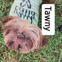 Tawny - Shih Tzu