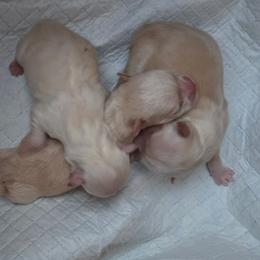 Girl 1 - Fawn female Chihuahua puppy in Vineland, New Jersey from Royal Companion's