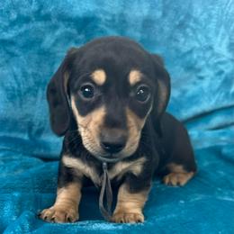 Snoopy - Black and cream male Dachshund puppy in Memphis, Tennessee from River City Doxies