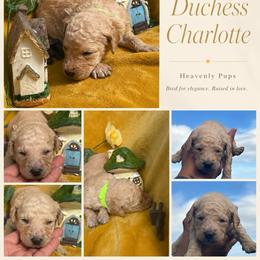 Duchess Charlotte - Apricot female Goldendoodle puppy in Duluth, Minnesota from heavenly Pups kennel