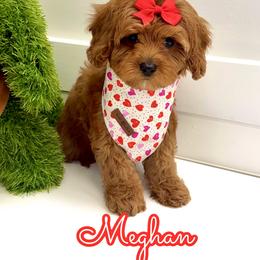 Meghan - Red female Cavapoo puppy in Buford, Georgia from Petite Posh Puppies