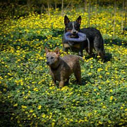 Australian Cattle Dog Puppies from Caliche Australian Cattle Dogs