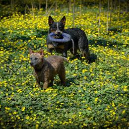 Australian Cattle Dog Puppies from Caliche Australian Cattle Dogs