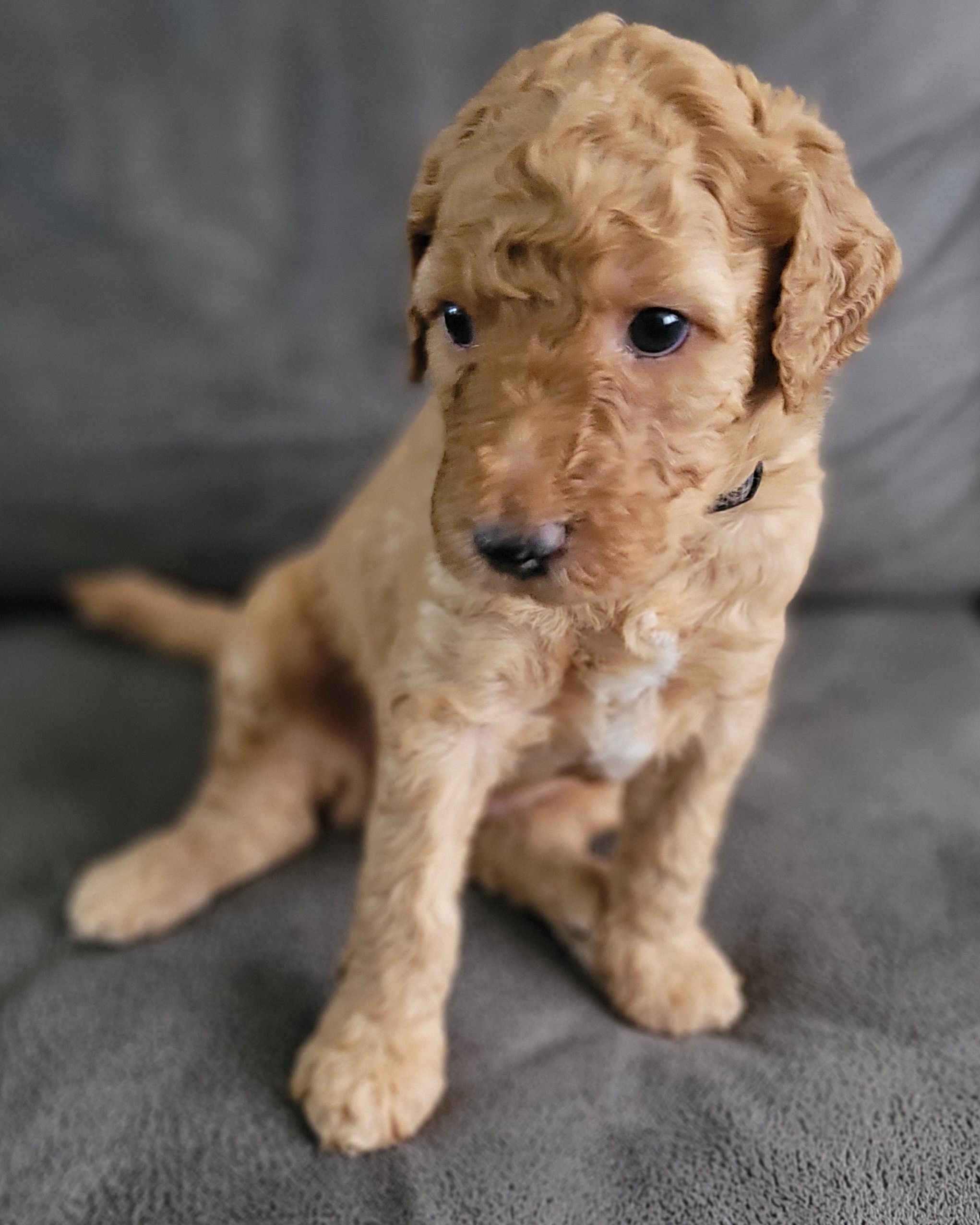 Goldendoodle Puppies from M&M G-Doods