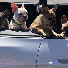 French Bulldogs from Love Bug Frenchies