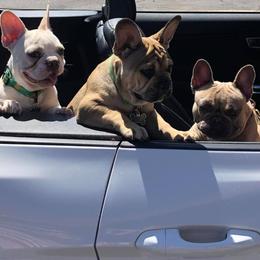 French Bulldogs from Love Bug Frenchies
