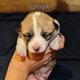 Boy 1 - Pembroke Welsh Corgi puppy in National City, California from Sunny-Side Corgis