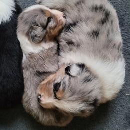 Australian Shepherd Puppies from RussKris Farms Aussies