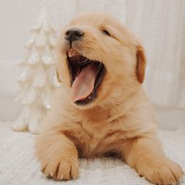 Golden Retrievers and Miniature Australian Shepherds from Blue Mountain Puppies