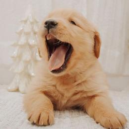 Golden Retrievers and Miniature Australian Shepherds from Blue Mountain Puppies