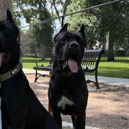 Cane Corso from Legacy Bloodline