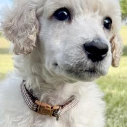 Mr Brown Collar (video) - Cream male Poodle puppy in Screven, Georgia from Dreamland Standard Poodles