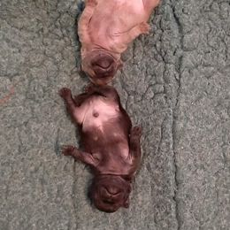 Pug Puppies from Pugs and Kisses from Kansas